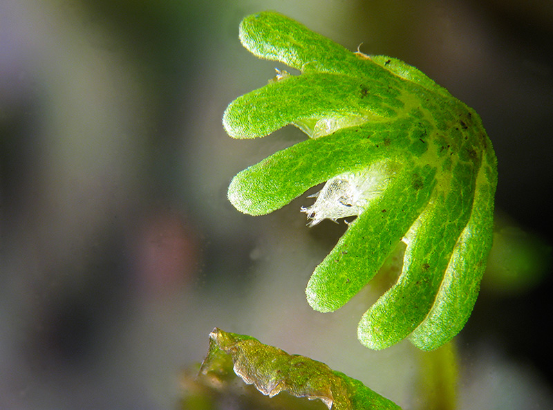 Marchantia polymopha